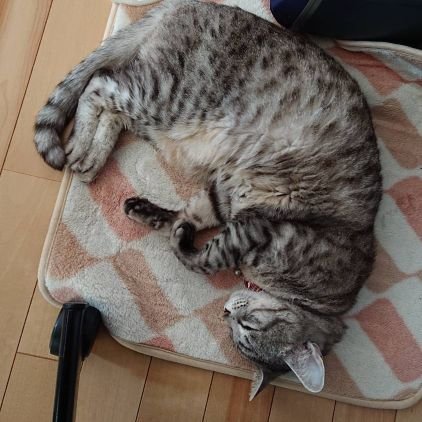 齋藤 晶さんのプロフィール画像