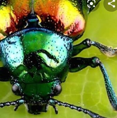 coleottera's profile picture. Mi hanno detto che sono antipatica, io gli ho mostrato il dito medio