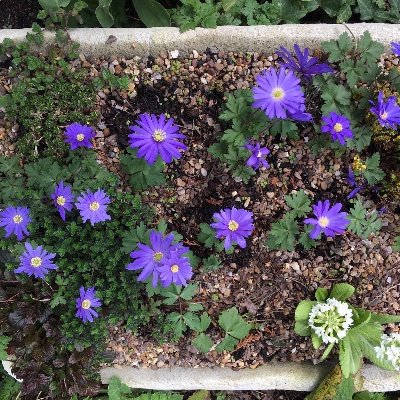 salgull's profile picture. 