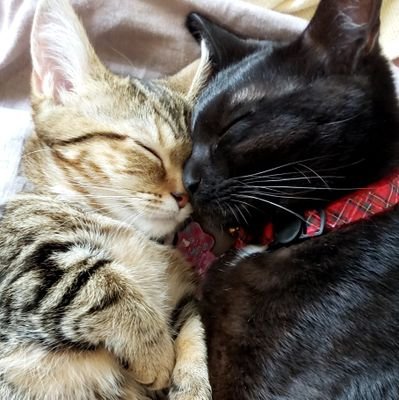 黒澤れな ウマ娘 牧場までの繋ぎでなんとなくピカブイ最初からやってるんだけど 出るピッピの性格が全員c下げなんやけど