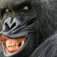 うっほい (@gorigoribananau) Twitter profile photo