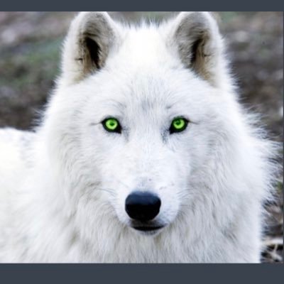 GWolf1490's profile picture. 