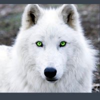 GreyWolf1490 (@gwolf1490) 's Twitter Profile