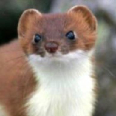 Woman . . . . and also Stoat