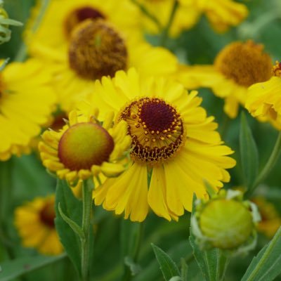 Bramble Cottage, Norfolk garden open April to Sept by appt, flowers local delivery, dyeing yarns, weaving, growing veg and fruit, a Norfolk country life