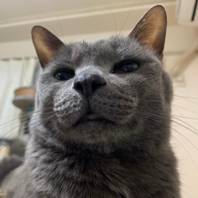 しそふりかけさんのプロフィール画像