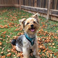 Murphy the Yorkie (@murphytheyorkie) 's Twitter Profile