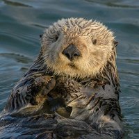sea ott time🇺🇦🇵🇸🇬🇾(@SeaOtterTime) 's Twitter Profile Photo