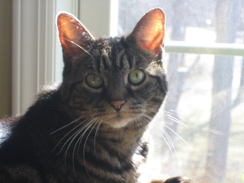 MsKikapu's profile picture. 