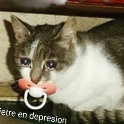 Кот сасун. Морда кота. Кот с прищуренными глазами. Кот сасун. Кот облизывается.