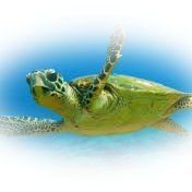 denizined (@sonfarkedici) Twitter profile photo