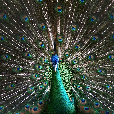 rayextraserv1's profile picture. New start #rayextraserv