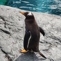 snow (@yukiyuki2002) 's Twitter Profile