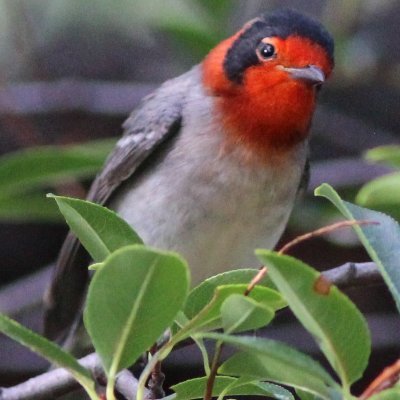 I'm and naturalist and writer living in an 1890s stone cottage near Bisbee, Arizona, where I spend my days fixing the plumbing and relocating the skunks.