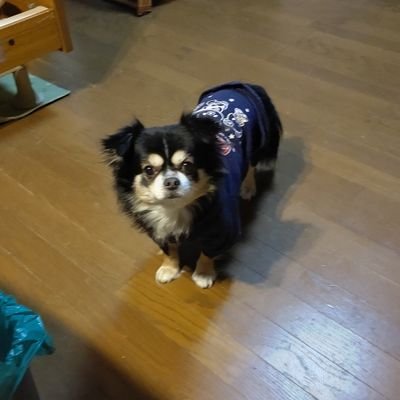 ehara6771's profile picture. 浦和レッズとワンコ好きなおじさん    最近遅ればせながらNetflixで韓ドラにハマってます。