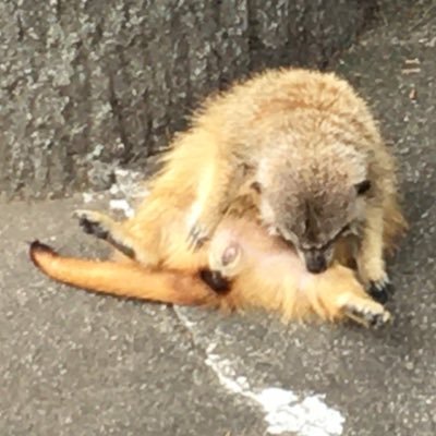 ﾂｼﾞﾕｷ。さんのプロフィール画像