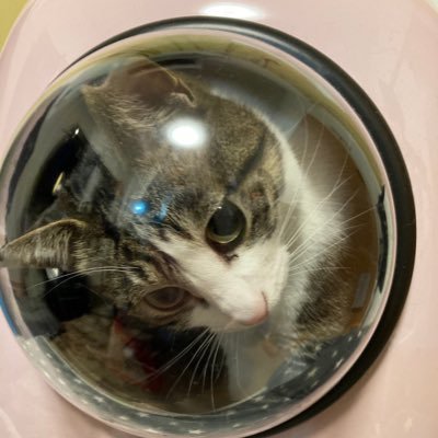 Makoto Goda クー テンコロ丸 股の間で幸せそうに寝ているテンコロ丸 可愛いけども 動けません 保護猫 先住 猫と新入り猫 先住猫とケンカ 猫と暮らす 肩乗り猫 伸びる猫 猫のいる生活 ねこと寝る ねこのきもち にゃんすたぐらむ ねこすたぐらむ