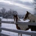 sharon burris - @kaleocolt - Twitter