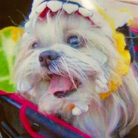 有芽 (@yumerarurirukey) Twitter profile photo