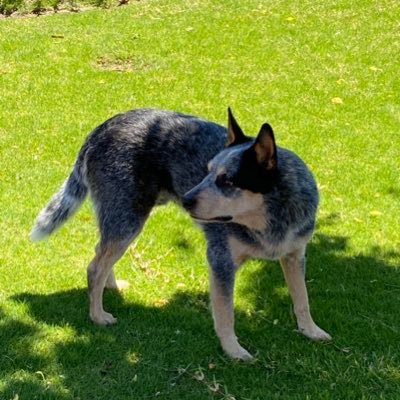 Retired long distance owner driver. Family is number 1, likes trucks blue cattle dogs &V8 Supercars. “cave person and proud of it:”