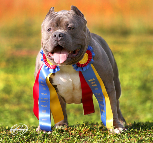 Champion bully breeder, owner of Abkc Ch. Big Poppa