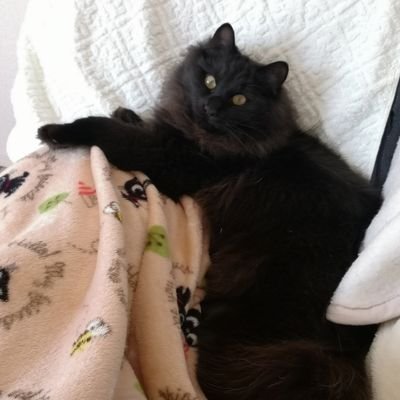 黒猫飼い始めました☆生後3ヶ月で我が家に来て、早くも1歳になりました！ヒマラヤンとキジトラとの間に生まれたやんちゃな男の子です(๑^᎑^๑)♡
かっわっいいー写真や動画を日々載せて行こうと思っております♥
ぜひ、一緒に癒やされてください♥