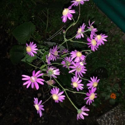 3456666642222a's profile picture. 