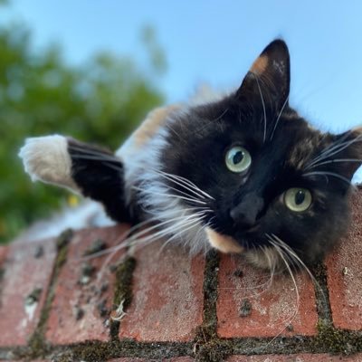 grahampattle's profile picture. A broken runner trying to get fixed.