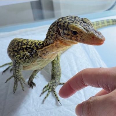 ｲｴﾛｰﾍｯﾄﾞﾓﾆﾀｰ🦎B&Wﾃｸﾞｰの🦎ｶﾘﾌｫﾙﾆｱﾚｯﾄﾞｻｲﾄﾞｶﾞｰﾀｰｽﾈｰｸ🐍ﾐﾄﾞﾘｶﾞﾒ🐢ｺｰﾝｽﾈｰｸ×3🐍ﾎﾞｰﾙﾍﾟｪｿﾝ×3🐍ﾄｯｹｲ🦎ｻﾊﾞﾓﾆ🦎ﾍﾞｱｰﾄﾞﾗｯﾄｽﾈｰｸ/ﾃｷｻｽ🐍ｻﾙﾊﾞ/ﾒﾗﾆｽﾃｨｯｸ 限界看護師です。