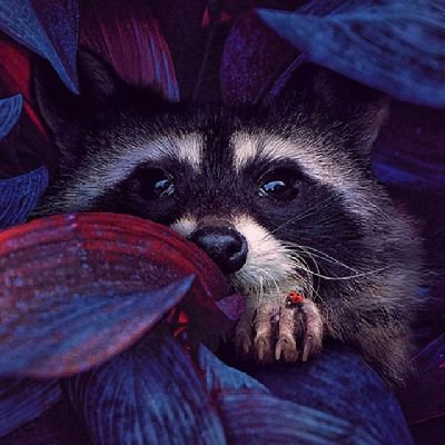 virtuspriv's profile picture. @virtusTV private account