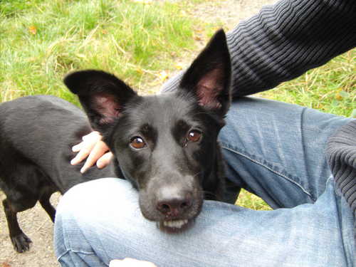 mollydogpreston's profile picture. Hello I'm Molly, a rescue collie/lab cross. I live with my Mummy and long-suffering Daddy in Yorkshire. I love eating, napping, belly rubs and rabbit chasing.