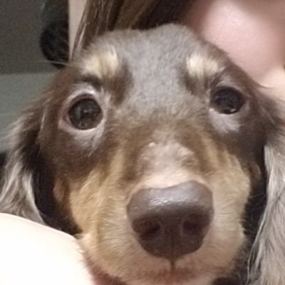 茶色のダックスフンド見つかりました 大分県中津市 U5o5x52mwbruki7 Twitter 茶色のダックスフンド見つかりました 大分県中津市 U5o5x52mwbruki7 Twitter
