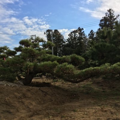 千葉県匝瑳市の植木屋です。黒松の生産及び個人邸などの庭木の手入れ、伐採、芝張りなどの外構工事も行っています。お気軽にお問い合わせください。