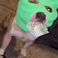 xilinxfn (@xilinxfn) 's Twitter Profile