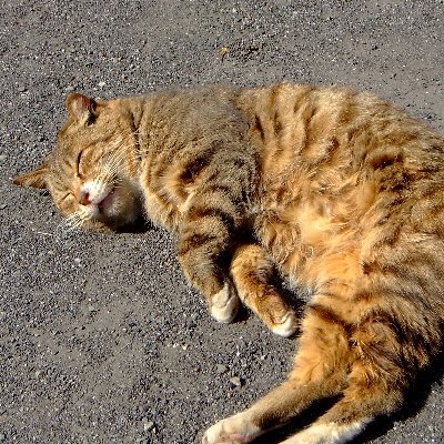 EC関連の技術職をしていました。
個人プロジェクトはGitHubか https://t.co/OxQHlqPTD5 を参照して下さい。