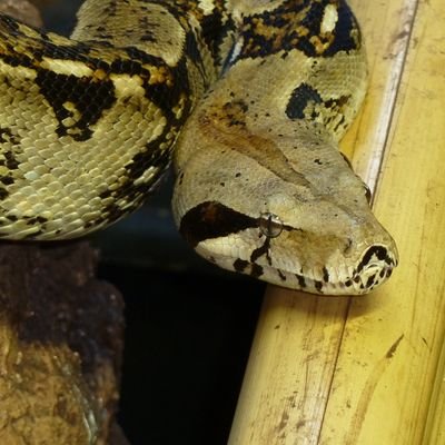 zipholo's profile picture. 