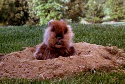 Who are the friends of the gopher?