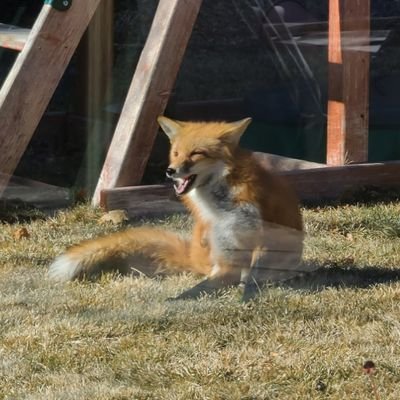 Matt_Huebner's profile picture. 'Many truths we cling to depend on our point of view', Opinions Are Mine RT/❤/follows=🚫, 💜@nuwrestle, Capital Raise/Strategy 🥷, Phuck Cancer, Independent,⭕🦊