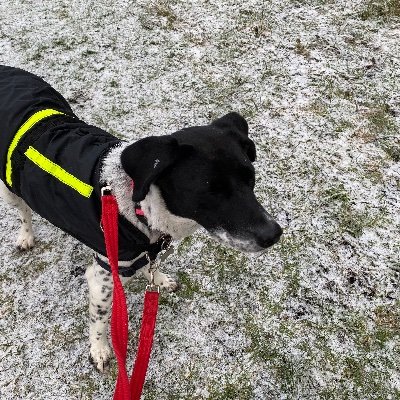 shirleychis's profile picture. Retired journalist and crafter, special interest in crochet, knitting and walking, as well as gardening and travel, now back in the UK after living in Lanzarote