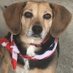 American Hound (@us_jeanne) Twitter profile photo American Hound (@us_jeanne) Twitter profile photo