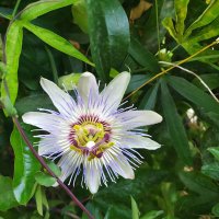 ÇiğdemAE (@scorpionea) Twitter profile photo