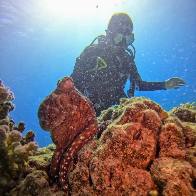 Security Researcher @paloaltontwks, renowned octopus trainer.