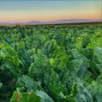 American Society of Sugar Beet Technologists (@assbt_bsdf) 's Twitter Profile