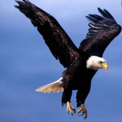 MKenan2's profile picture. EN BÜYÜK AŞK BEŞİKTAŞK