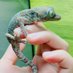 たじたじ🦎 (@tajimap) Twitter profile photo たじたじ🦎 (@tajimap) Twitter profile photo
