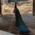 Peacock 🦚 (@cptnpeacock) Twitter profile photo Peacock 🦚 (@cptnpeacock) Twitter profile photo