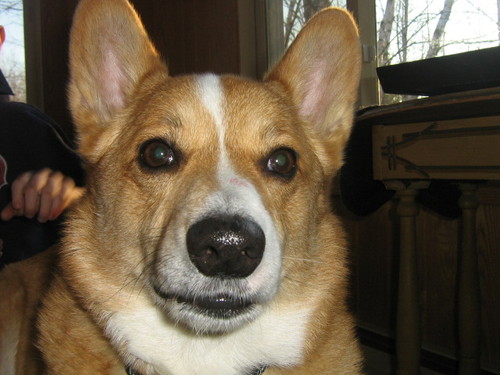 i'm a 5 year old corgi