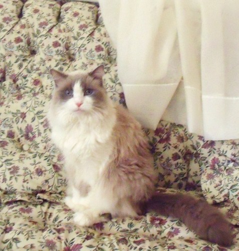 The name is Molly. @FragileVegan is my mom. I'm the most beautiful cat in the world, and I KNOW it! I don't give love to just anyone, you must EARN it!