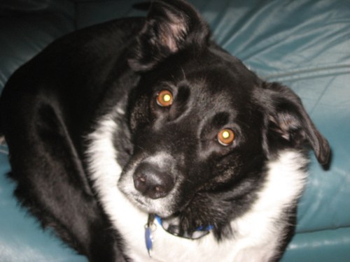 ccfitchitt's profile picture. 