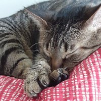 Richard Bruggeman Loves 💘 Scruffa (@richardbruggem2) 's Twitter Profile